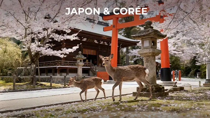 Japon & Corée