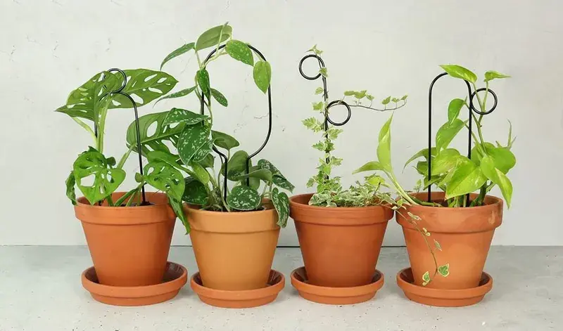 Botanopia