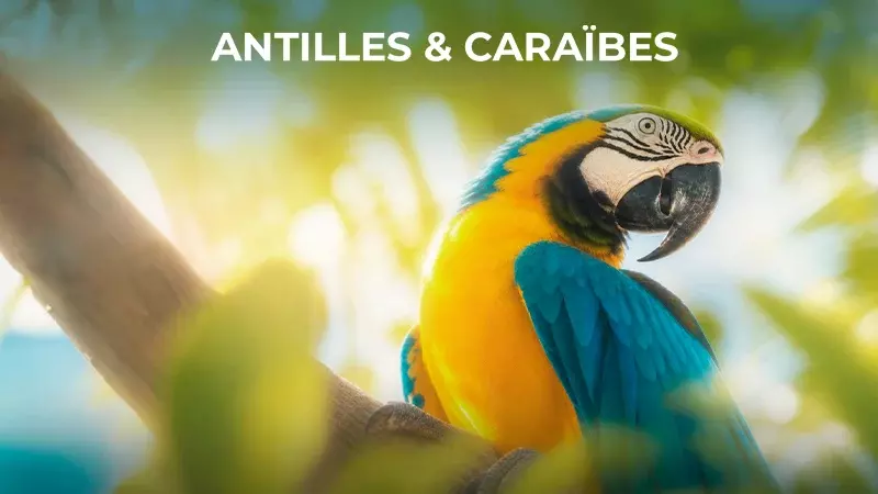Antilles & Caraïbes