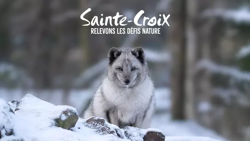 Parc Animalier de Sainte Croix